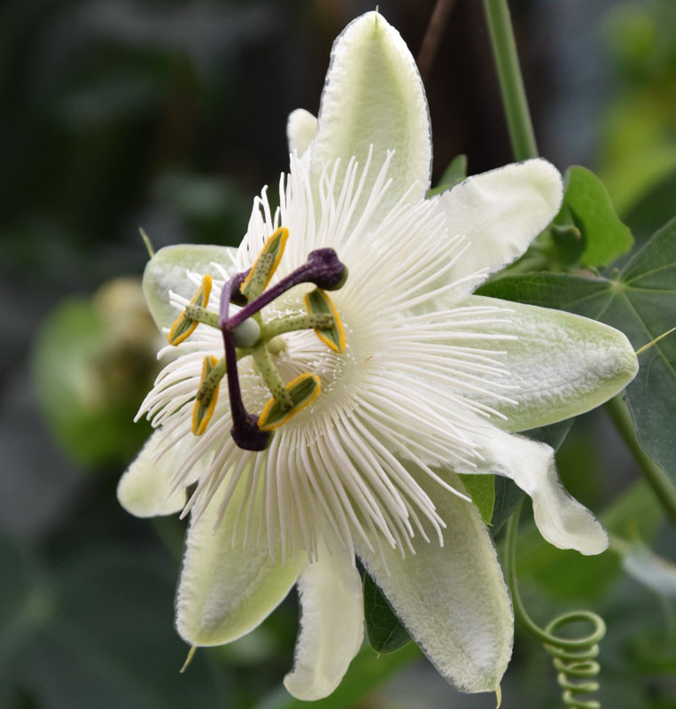 Passiflora White Wedding Passion Flower 8925